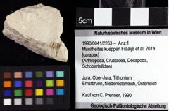 Foto (Objket + Etiketten) von Munitheites kuepperi (Fraaije et al., 2019) 